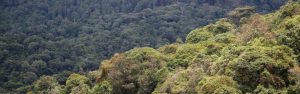 5-Day Rwanda Escape Nyungwe NP and Gorilla Trek Rwanda