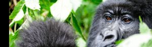 5-Day Rwanda Gorilla Tour