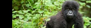 5-Day Rwanda Gorilla and Chimpanzee Tour