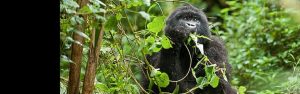 5-Day Rwanda Gorillas and Primates Walk Safari