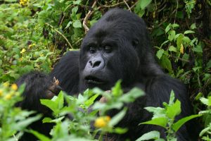 5 Day Rwanda Uganda Gorilla Tracking