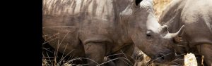 5-Day Rwanda Uganda Gorilla Trek Safari & Wildlife Tour