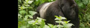 5-Day Uganda and Rwanda Safari