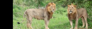5-Day Wildlife and Gorilla Trekking Safari Rwanda Uganda