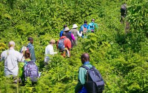 5 Days Rwanda Chimpanzee Trek Karisimbi Hike and Gorilla Safari