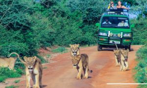 5 Days Rwanda Volcanoes and Akagera Safari