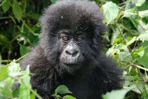 5 Days Rwanda and Uganda Gorilla Trek