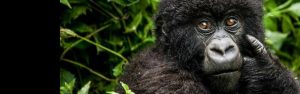 6-Day Exploring Kigali City & Volcanoes National Park