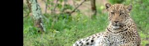 6-Day Primates & Wildlife Rwanda-Uganda Safari