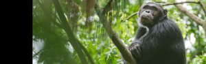 6-Day Rwanda Chimpanzee and Golden Monkey Trekking
