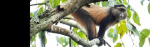 6-Day Rwanda Golden Monkey & Bwindi Gorilla Safari
