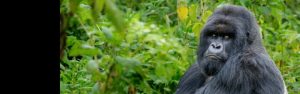 6-Day Rwanda Gorilla Trekking, Chimps and Big 5 Safari