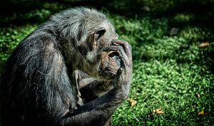 6 Day Rwanda Safari