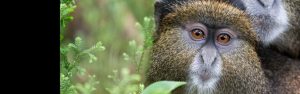 6-Day Rwanda Uganda Gorillas & Chimpanzee Trekking Tour