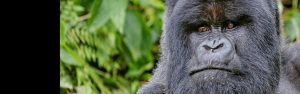 6-Day Rwanda Wildlife and Primate Tour
