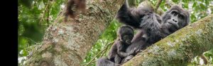 6-Day Volcanoes, Bwindi, Bunyonyi, Queen and Kibale Tour