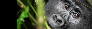 6-Day Volcanoes, Bwindi, Queen & Kibale Safari