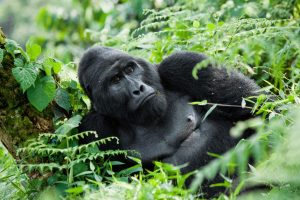 6 Days Explore Rwanda Tour