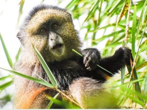 6 Days Nyungwe and Volcanoes National Park Safari
