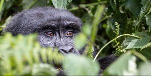 6 Days Rwanda Kayaking and Bwindi Gorilla Tour