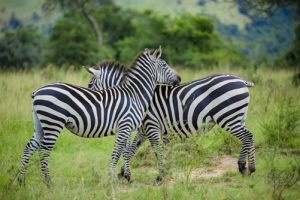 6 Days Visit Rwanda Safari