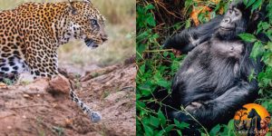 7-Day Gorilla Trekking & Safari in Rwanda and Uganda