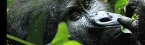 7-Day Luxury Adventure Through Rwanda & Uganda