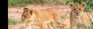 7-Day Primates and Wildlife Safari Adventure