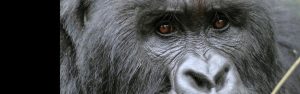 7-Day Rwanda Big Five and Primate Safari Expedition