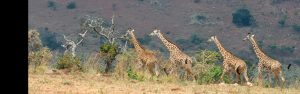 7-Day Rwanda Gorillas, Wildlife, & Chimp Trekking Safari