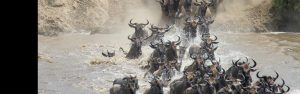 7-Day Rwanda Mountain Gorillas & Wildebeest Migration