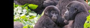 7-Day Rwanda & Uganda Gorilla, Chimpanzee Safari