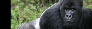 7-Day Rwanda Uganda Gorilla Trekking & Wildlife Safari