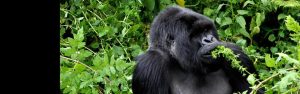 7-Day Rwanda Uganda Gorillas, Chimpanzee & Wildlife Tour