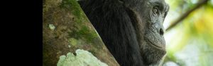 7-Day Rwanda & Uganda Primate and Wildlife Tour