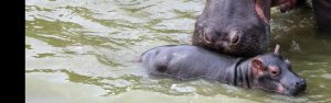 7-Day Rwanda Uganda Wildlife & Primate Safari Adventure