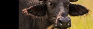 7-Day Rwanda Wild Life Safari , Chimps& Canopy Walk Tour