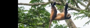 7-Day Rwanda Wild Life Safari & Mountain Gorillas Tour
