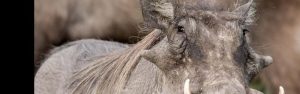 7-Day Rwanda to Uganda Gorillas, Wildlife and Chimp Trek