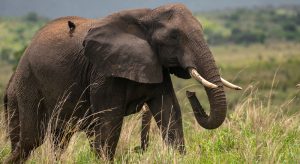 7 Days Explore Rwanda Parks Safari