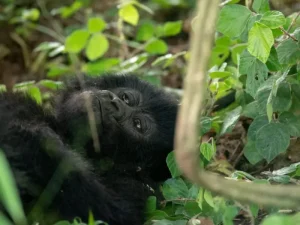 7 Days Rwanda Chimps and Gorilla Safari