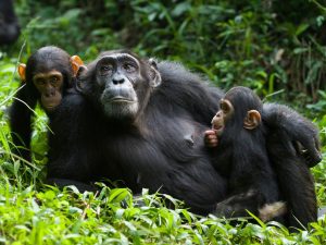 7 Days Rwanda Primates Tour