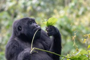 7 Days Uganda Gorilla Trekking and Tanzania Wildlife Tour