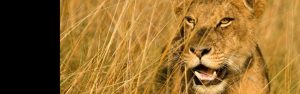 8-Day Best of Rwanda-Uganda Primate & Wildlife Safari