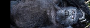 8-Day Rwanda Chimps & Golden Monkeys and Bwindi Gorillas