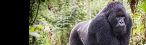 8-Day Rwanda Gorillas, Chimps, & Akagera Safari