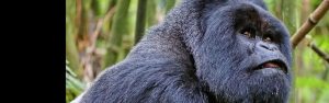 8-Day Rwanda Gorillas, Chimps and Wildlife Safari Tour