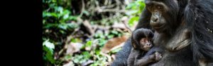 8-Day Rwanda Safari