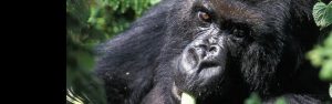 8-Day Rwanda Uganda Chimpanzee & Gorilla Tracking Safari