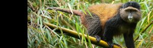 8-Day Rwanda & Uganda Safari Experience